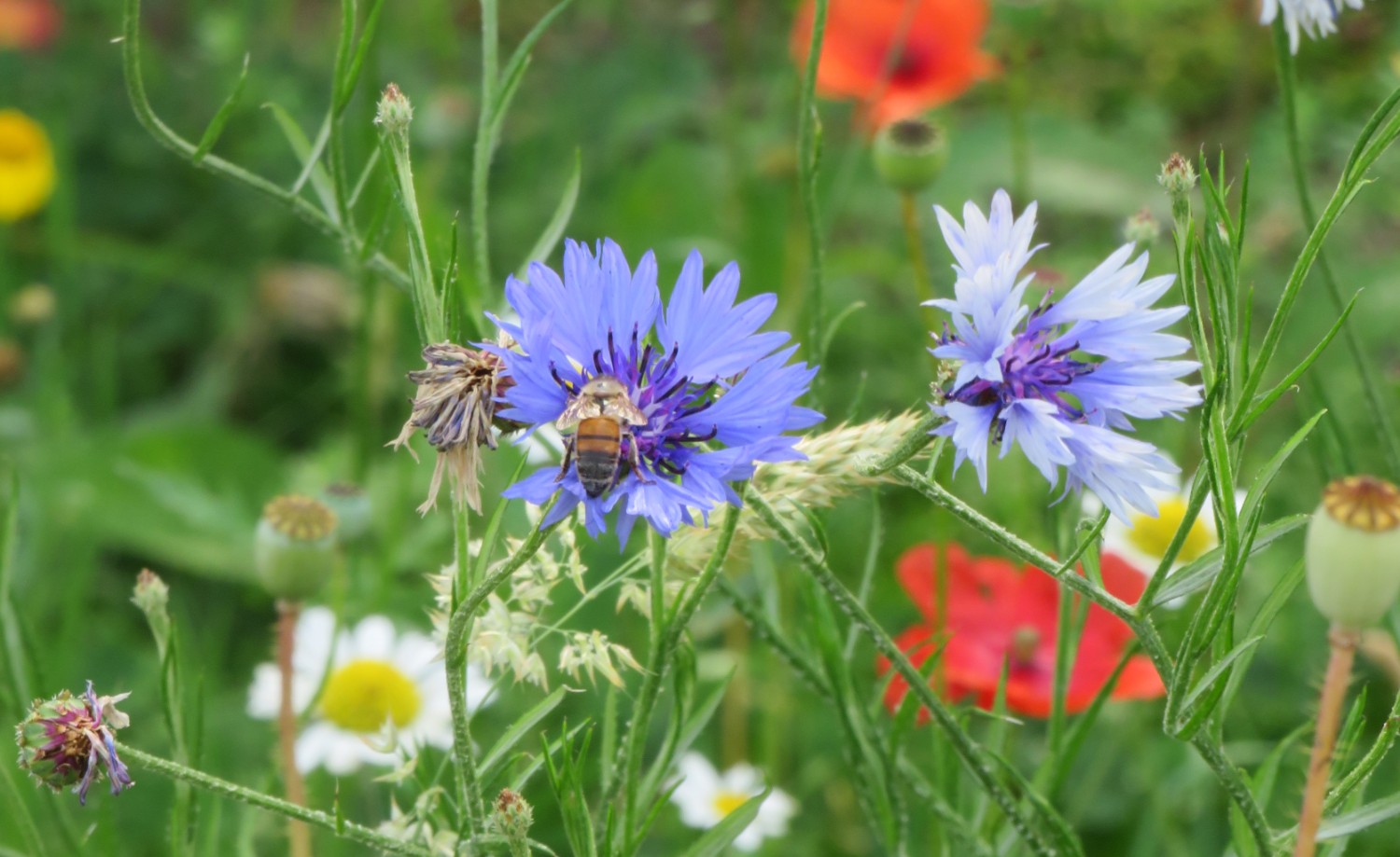 Image of bee_1.jpg